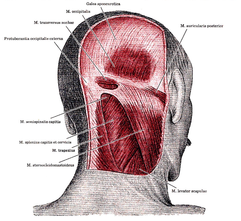 Затылок - e-Anatomy - IMAIOS