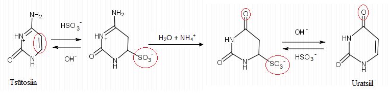 File:Vesiniksulfitiga töötlemine muudab tsütosiini uratsiiliks.jpg
