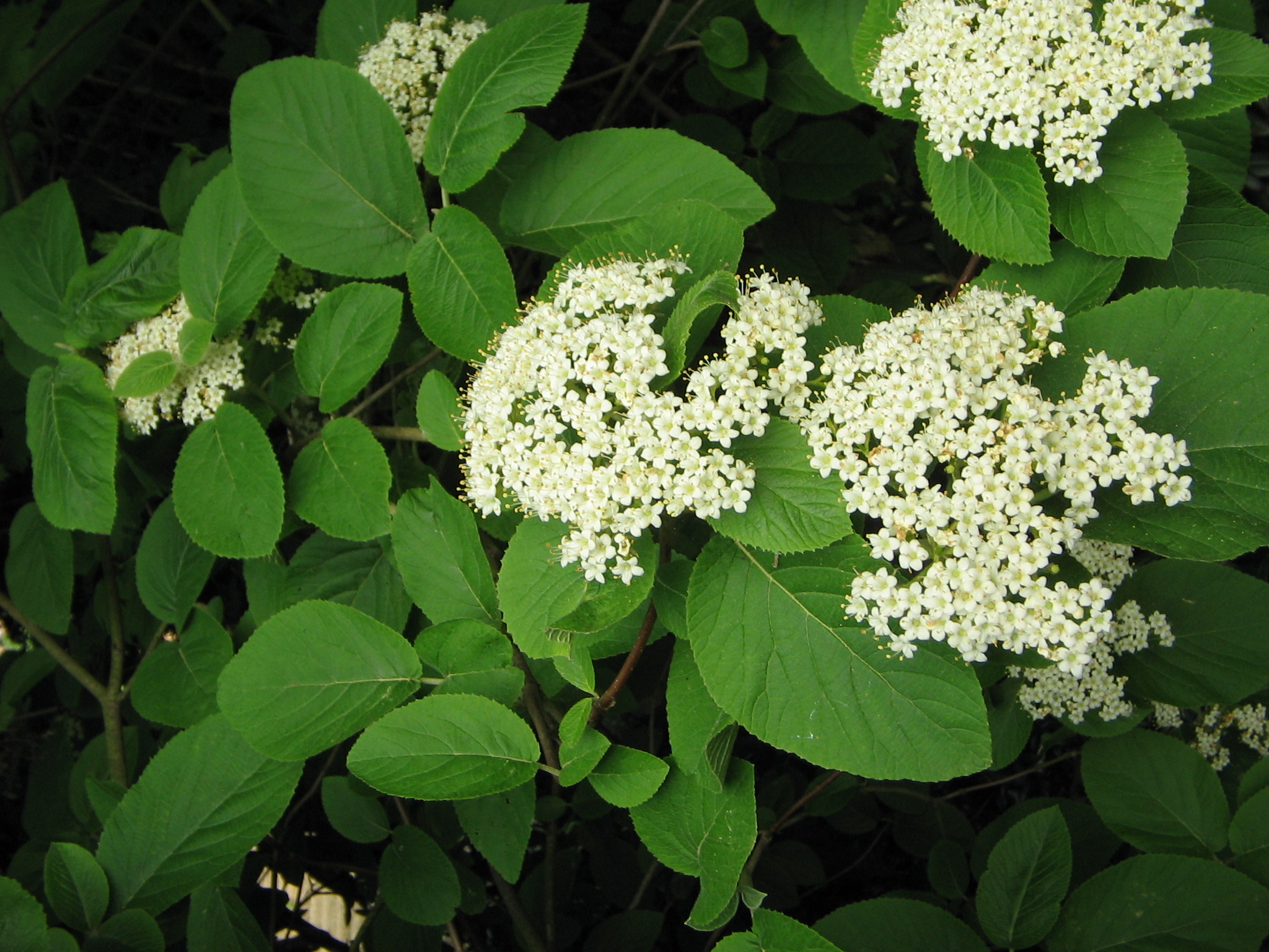 Bildergebnis für viburnum lantana