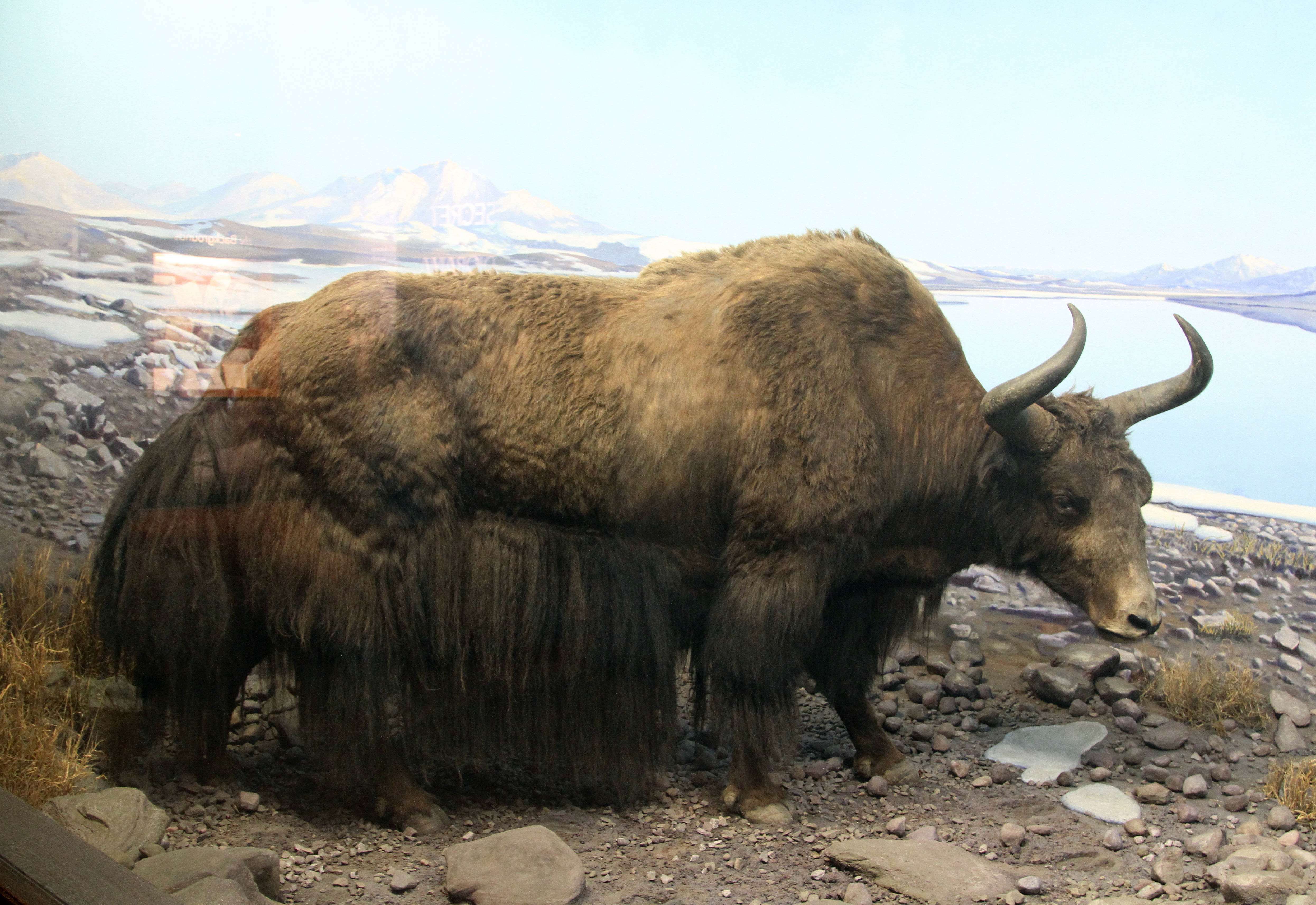 Almindeligt George Hanbury har taget fejl Wild yak - Wikipedia