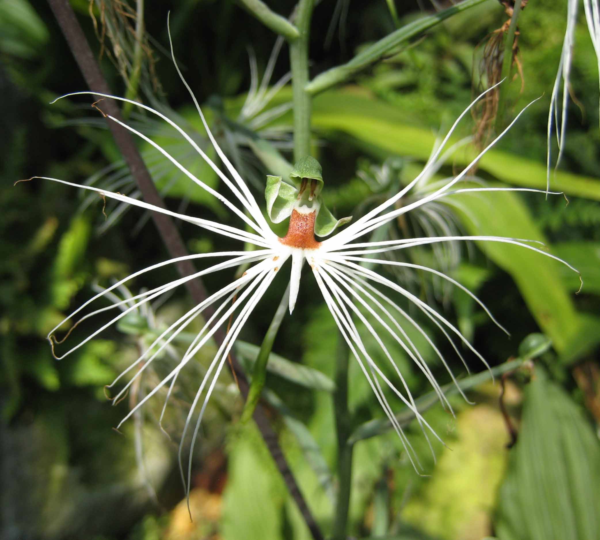 File:玉鳳花屬 Habenaria myriotricha x rhodocheila -香港嘉道理農場 Kadoorie Farm, Hong  Kong- (9229776708).jpg - Wikimedia Commons