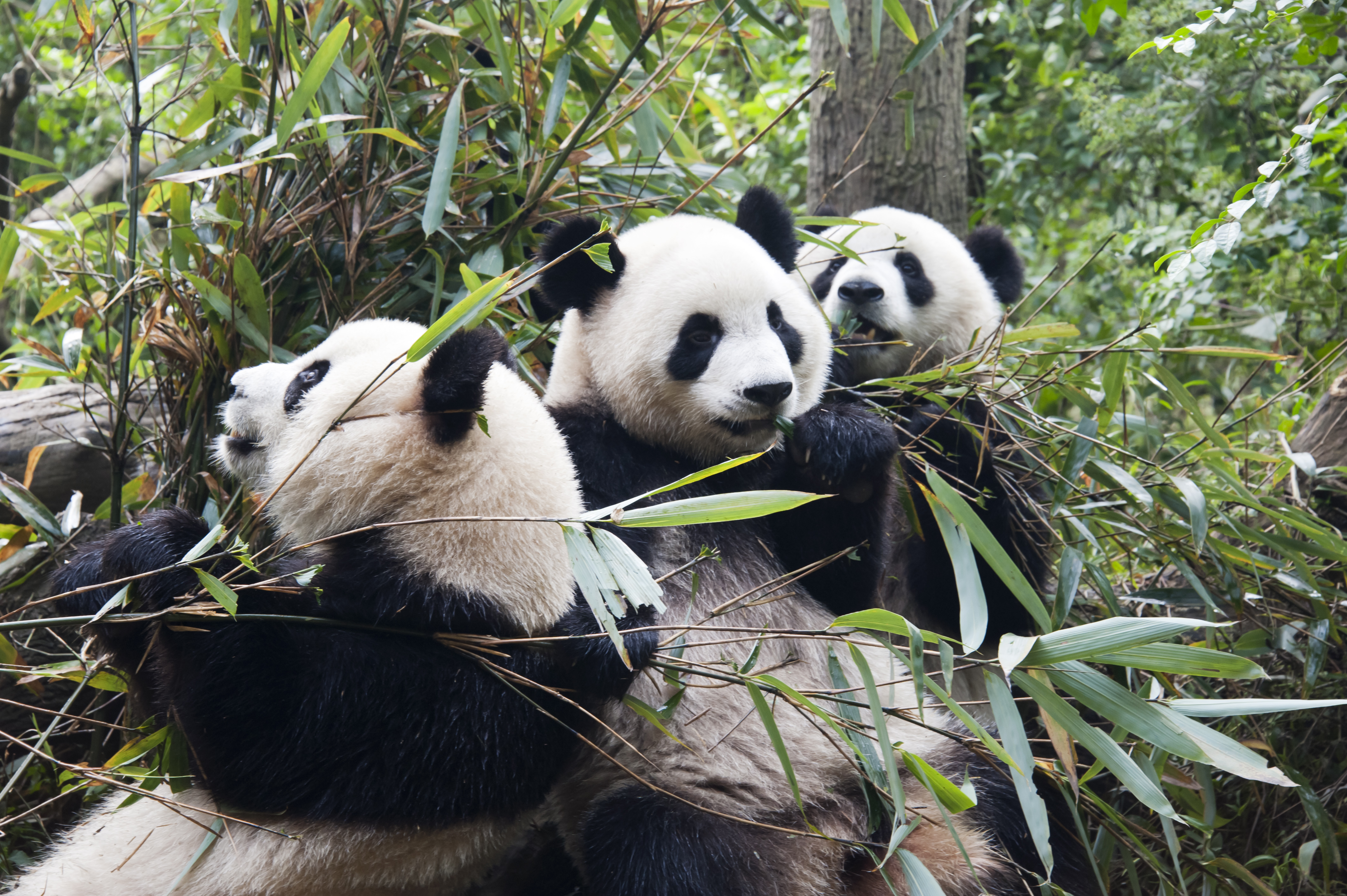 chinese animals