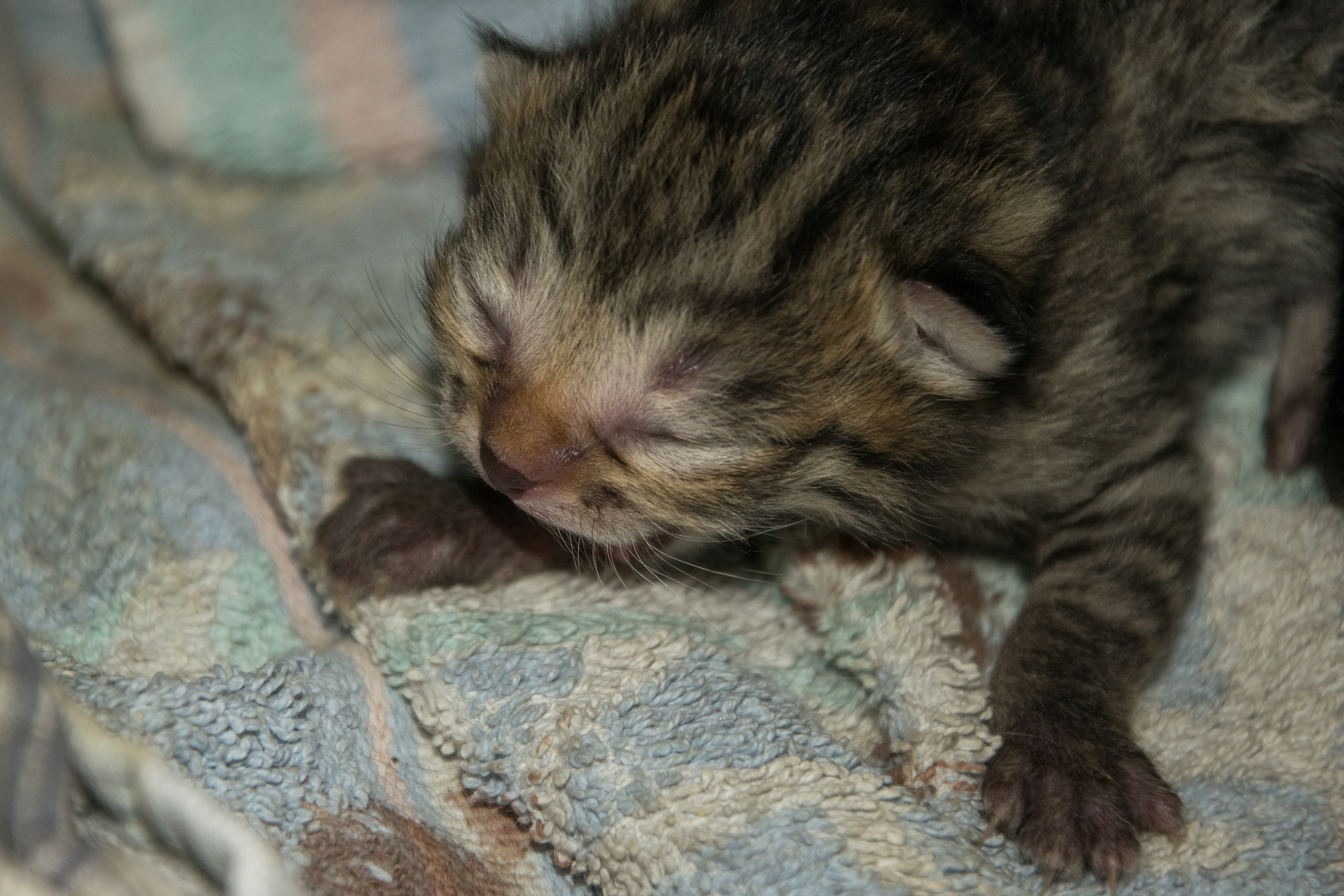 5 day old kittens