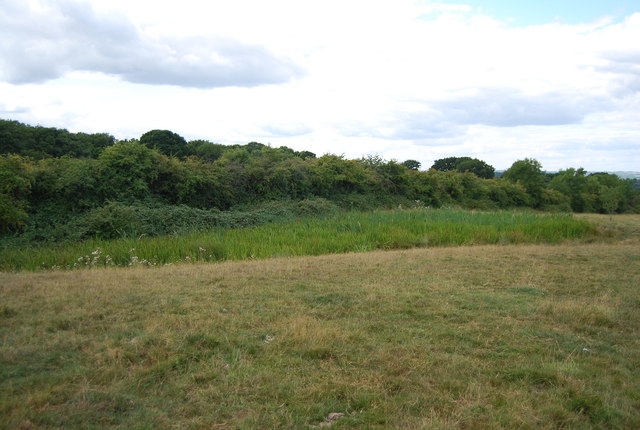 File:A reed filled pond - geograph.org.uk - 3735278.jpg