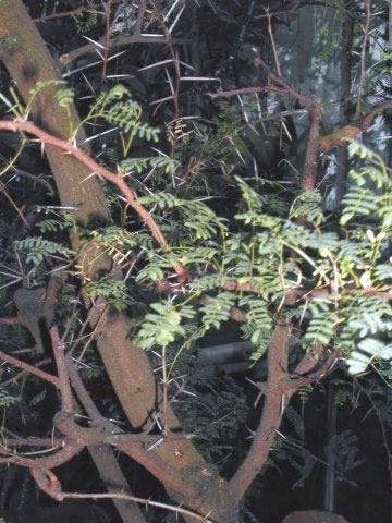 File:Acacia-horrida.jpg