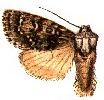 <i>Acronicta gastridia</i> Species of moth