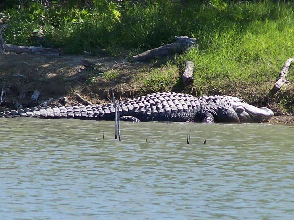 Record for largest alligator gar caught in Lake Corpus Christi