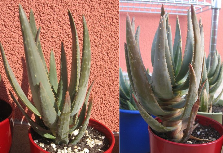 File:Aloe-dichotoma-young-time-comparison.jpg