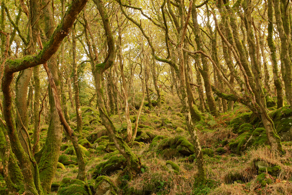 Natural say. Уэльс лес. Forest Wales Forests best. Ancient Welsh. Tree Bad.