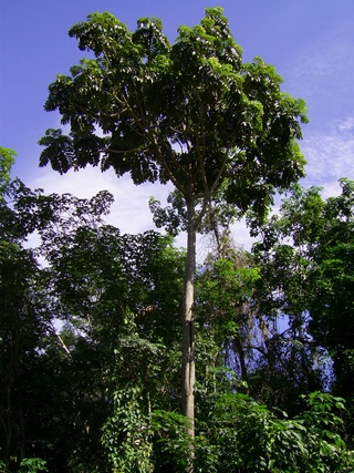 <i>Artocarpus anisophyllus</i> Species of tree
