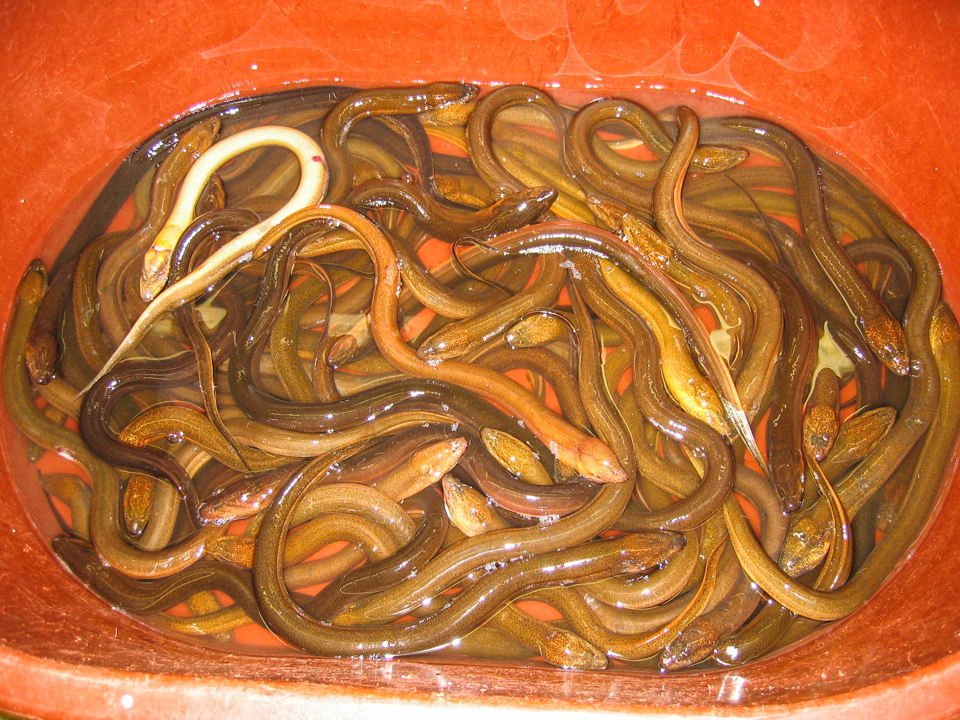 Royal Swamp Eel - Yugipedia - Yu-Gi-Oh! wiki