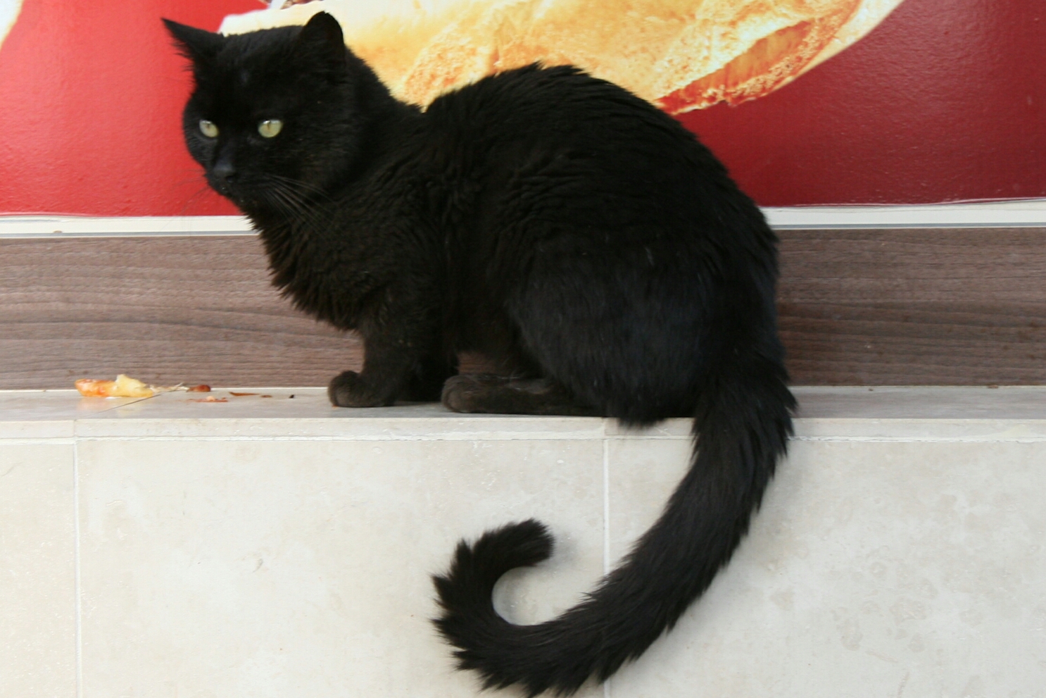 Gato Preto