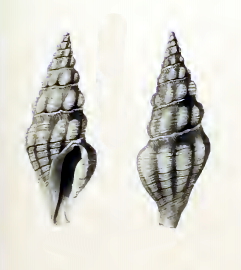 Brachytoma rufolineata