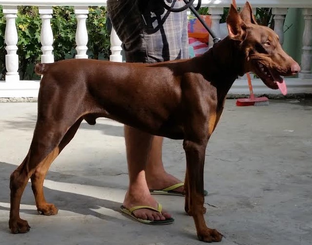 File:Brando the Doberman2.jpg