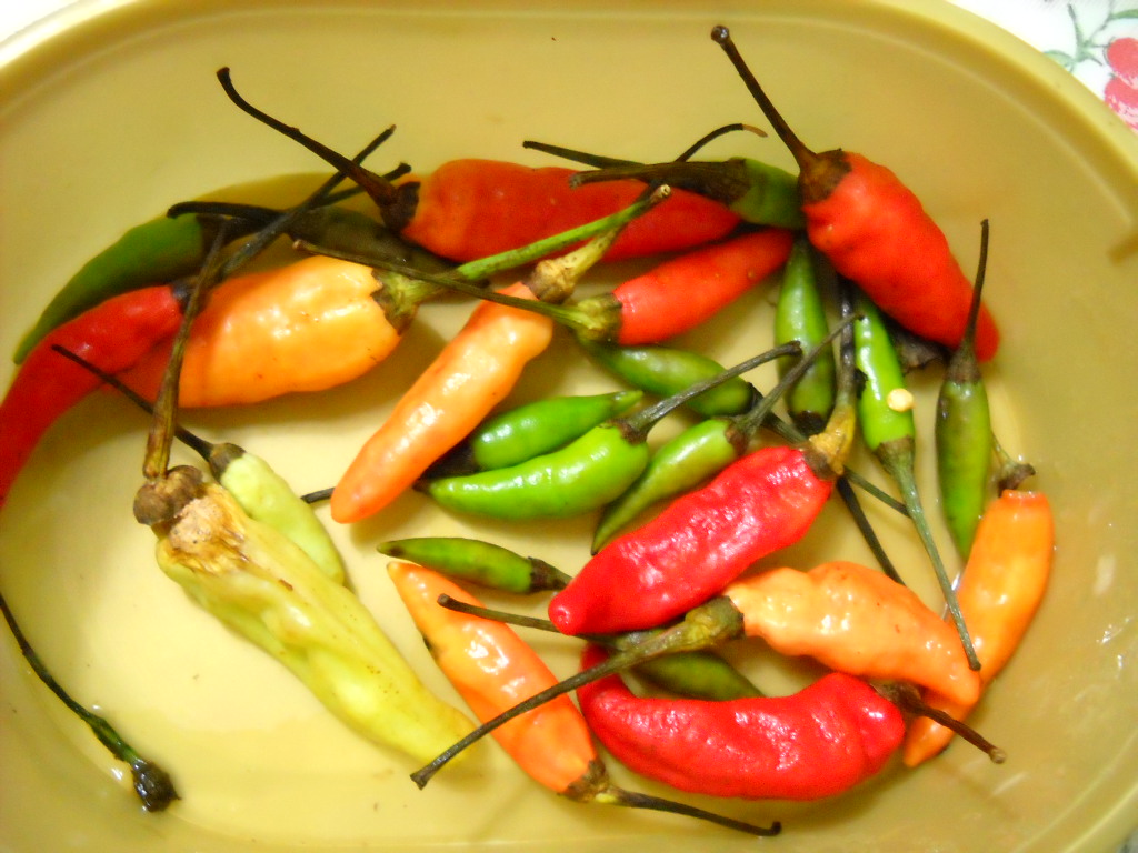 File Cabe Rawit Jpg Wikimedia Commons