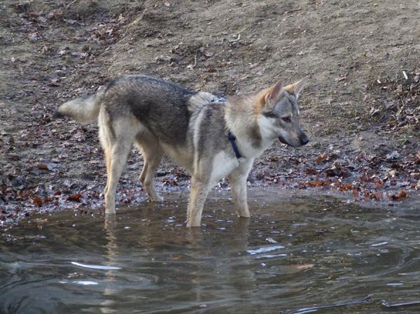 Tschechoslowakischer Wolfhund - Dog Scanner