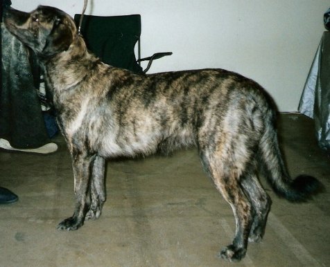 Cão de Fila de São Miguel Dog Breed Information and Pictures