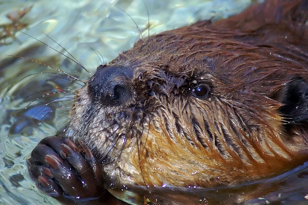 Что едят бобры. Harpagoxenus canadensis. Глаза бобра фото. Губы бобра.