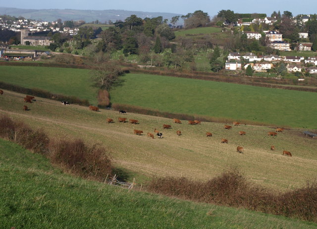 File:Cattle near Wolborough - geograph.org.uk - 1616209.jpg