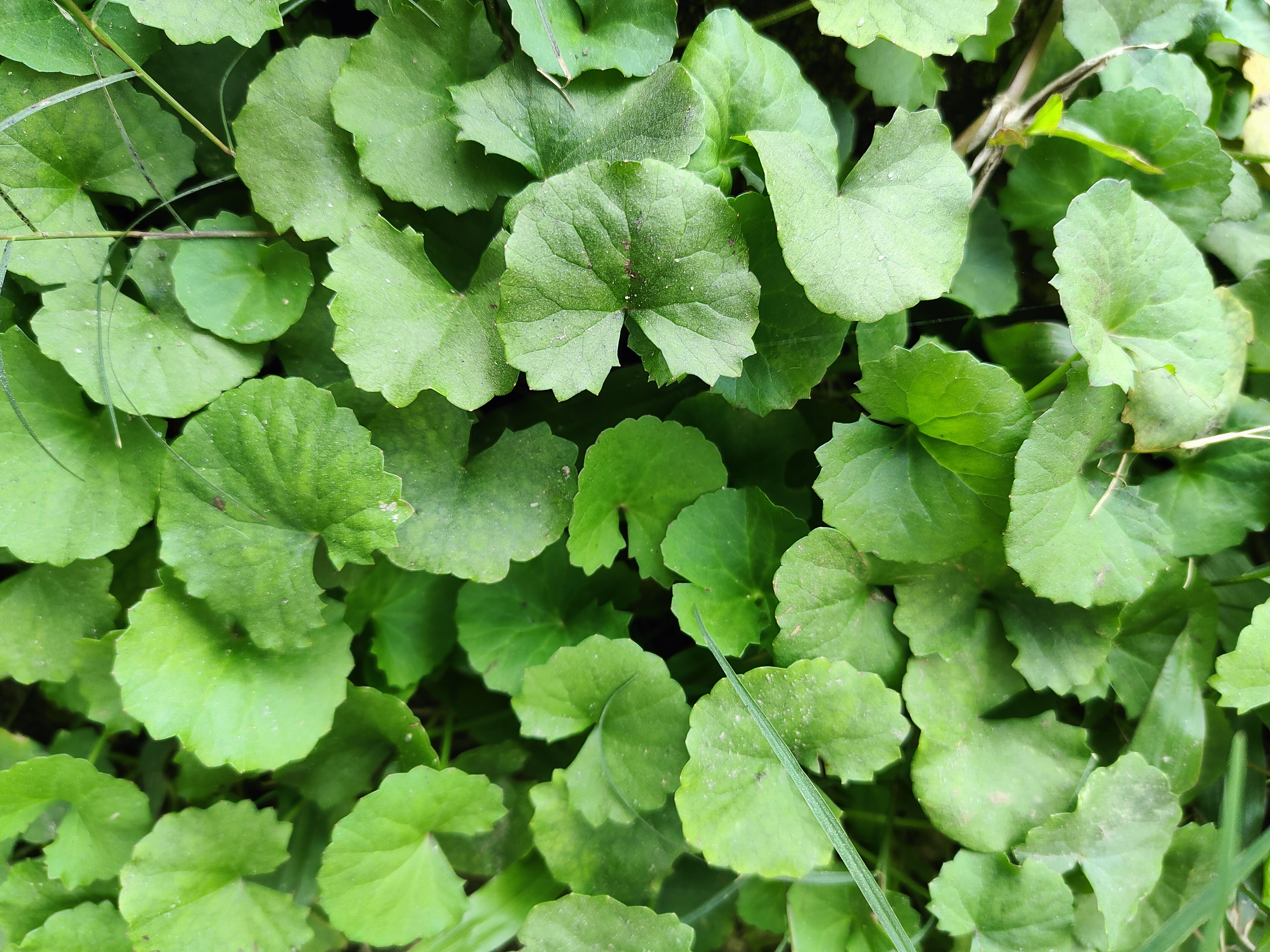 centella asiatica