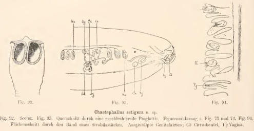 File:Chaetophallus setigera.png