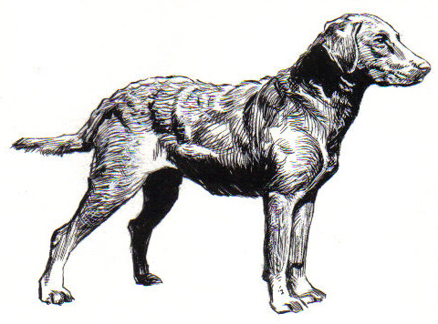 File:Chesapeake Bay Retriever (PSF).jpg