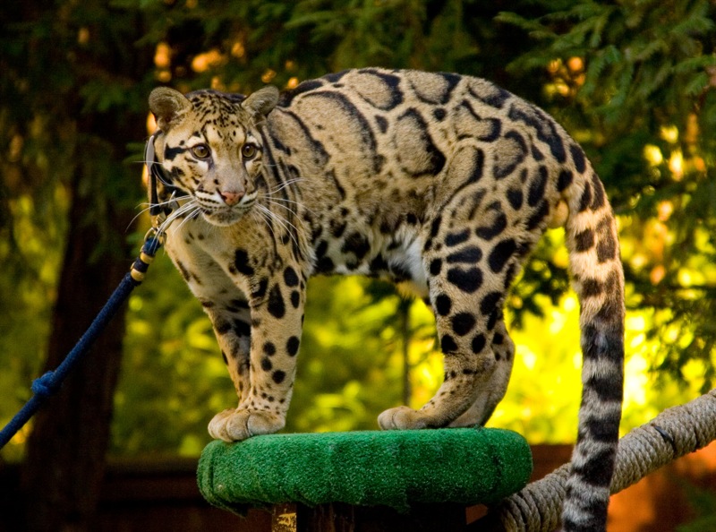 File:Clouded Leopard SanDiegoZoo.jpg