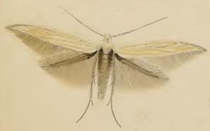 Coleophora silenella.JPG