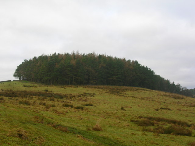 File:Conifer Plantation South of Longridge Fell - geograph.org.uk - 1090190.jpg