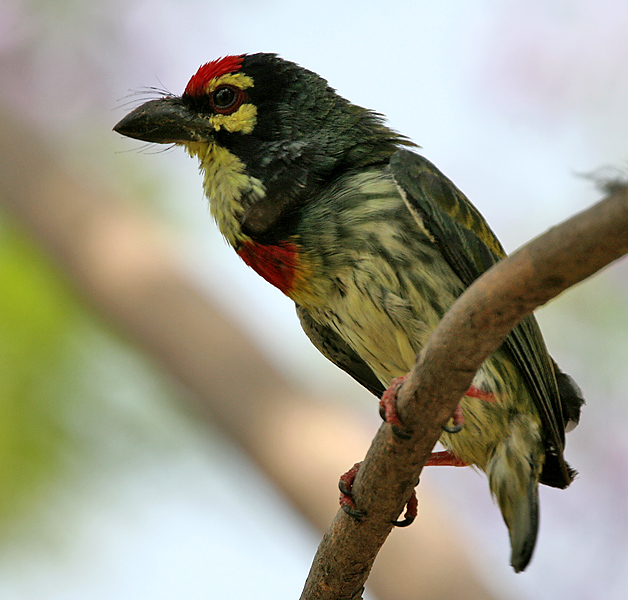 File:Coppersmith Barbet (Megalaima haemacephala) calling in Hyderabad W IMG 8295.jpg