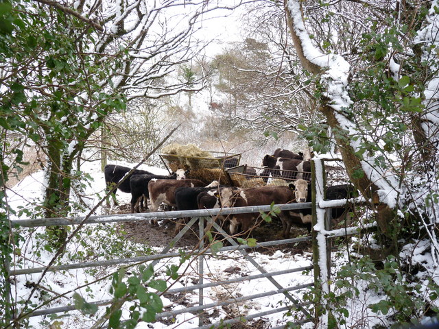 File:Cows grazing near Francis Farm - geograph.org.uk - 1650478.jpg