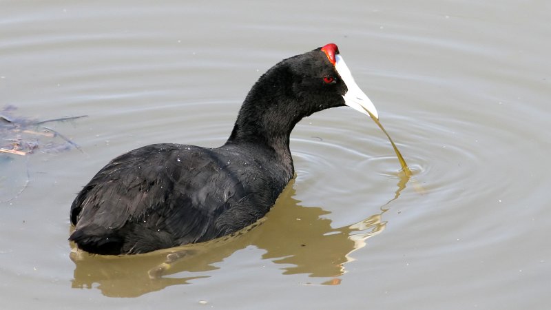 File:Crested Coot (Fulica cristata) (9).jpg