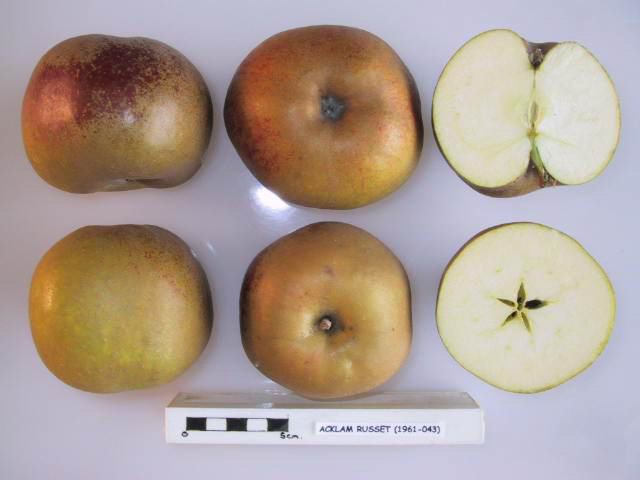 File:Cross section of Acklam Russet, National Fruit Collection (acc. 1961-043).jpg