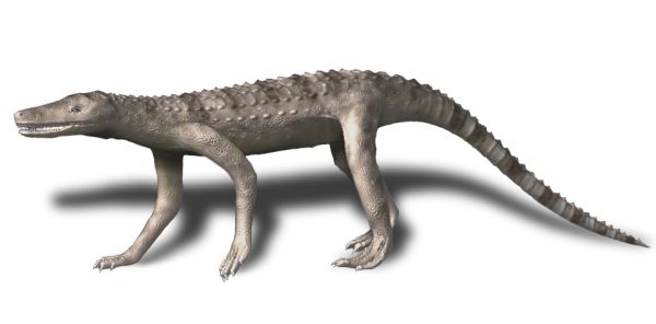 File:Dibothrosuchus BW.jpg