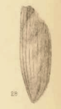 Elateridae sp. indet
(1890 illustration) Elateridae sp Scudder 1890 pl2 Fig28.png