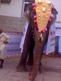 File:Elephant IN FULL DRESS.JPG