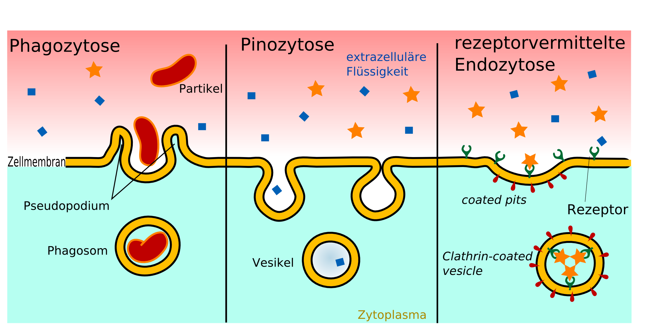 Фагоцитозный пузырек. Фагоцитоз пиноцитоз Рецептор-опосредованный эндоцитоз. Эндоцитоз фагоцитоз мембранный транспорт. Рецептор зависимый эндоцитоз. Схема фагоцитоза и пиноцитоза.