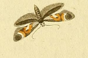 <i>Epermenia pontificella</i> Species of moth