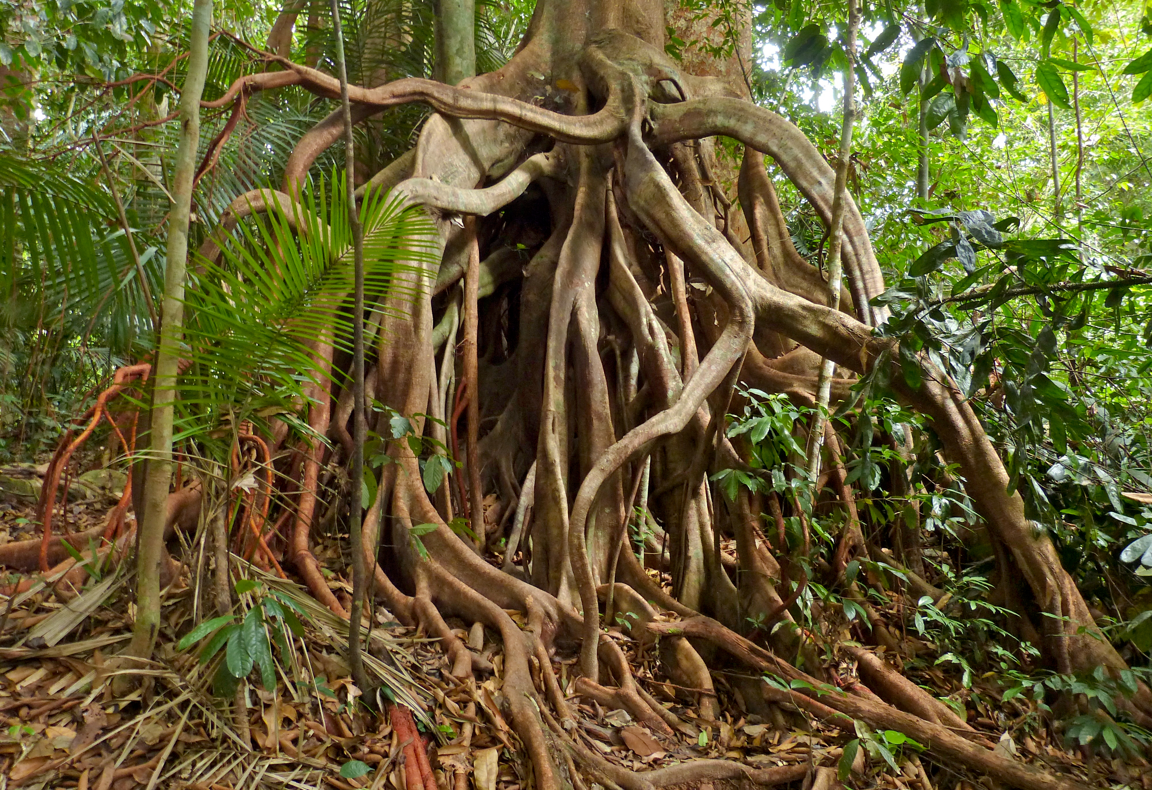 Больший корень это. Фикус SP Panama. Фикус Малайзия. Фикус salicifolia. Ficus SP. Камбодж природник.