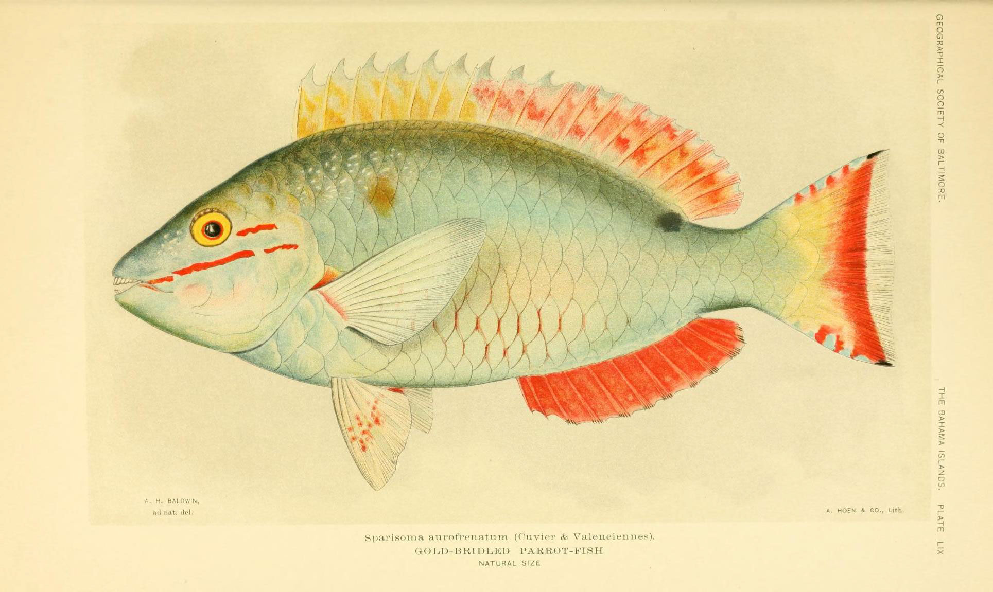 1 22 рыба. Parrotfish (Sparisoma cretense) гравюра. Ботаника рыбы. СПАРИСОМА рыба. Винтажные рыбы с названием картинки.