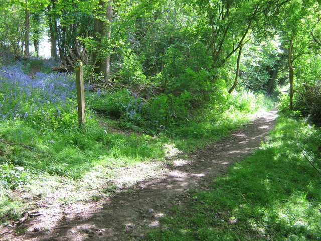 File:Footpath junction on bridleway in Divan Wood - geograph.org.uk - 1302498.jpg