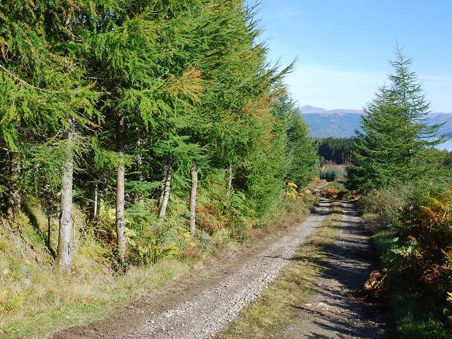 File:Forest road - geograph.org.uk - 578067.jpg