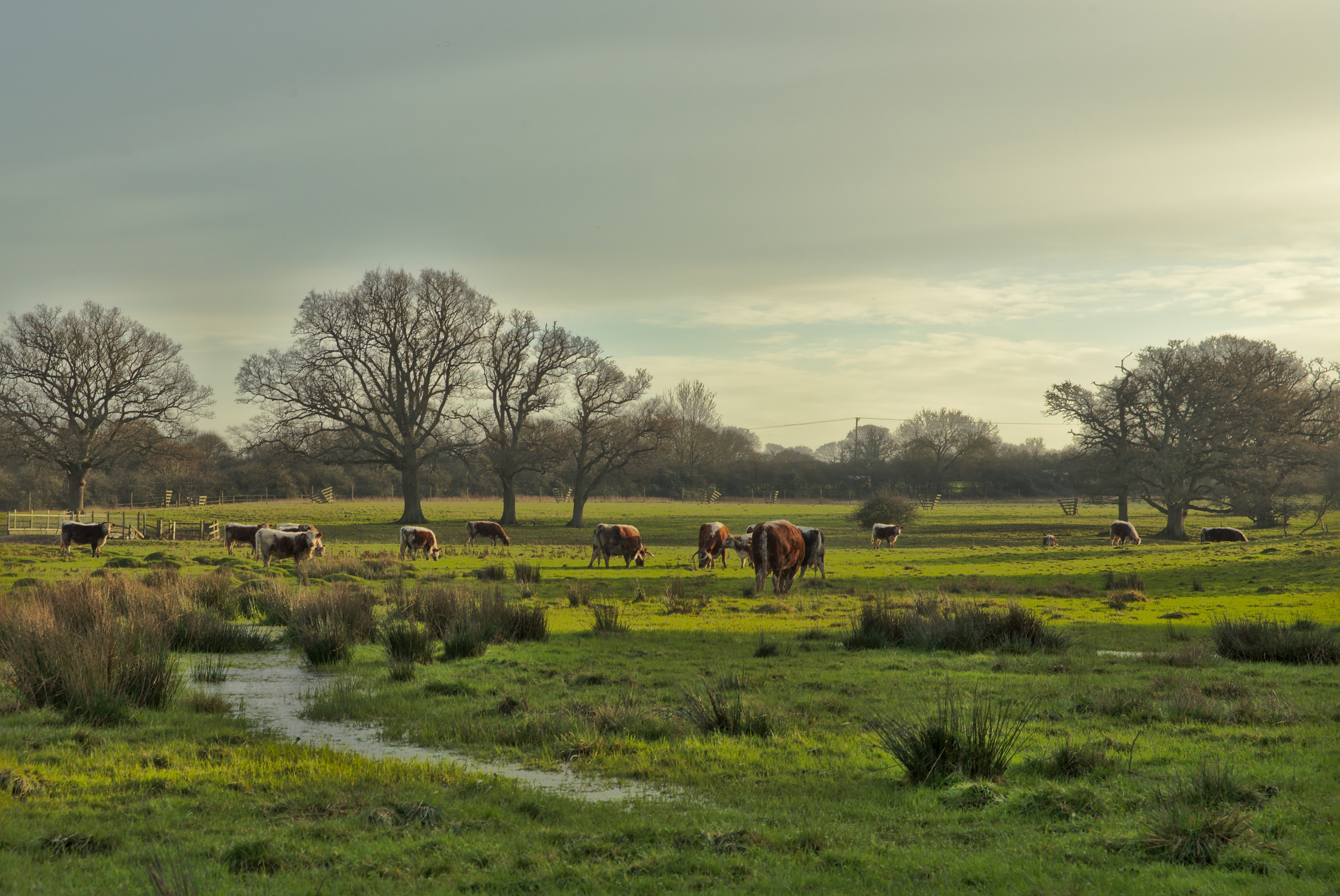 Knepp Wildland