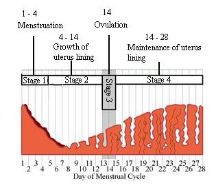 File:Gcsebiolmenstrual2.jpg