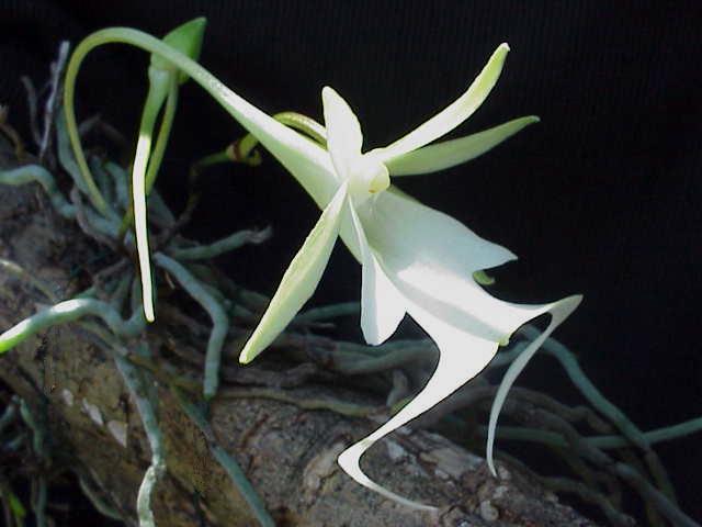 File:Ghost Orchid2.jpg - Wikimedia Commons