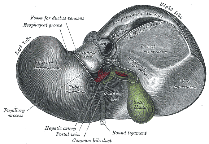 File:Gray1086-liver.PNG