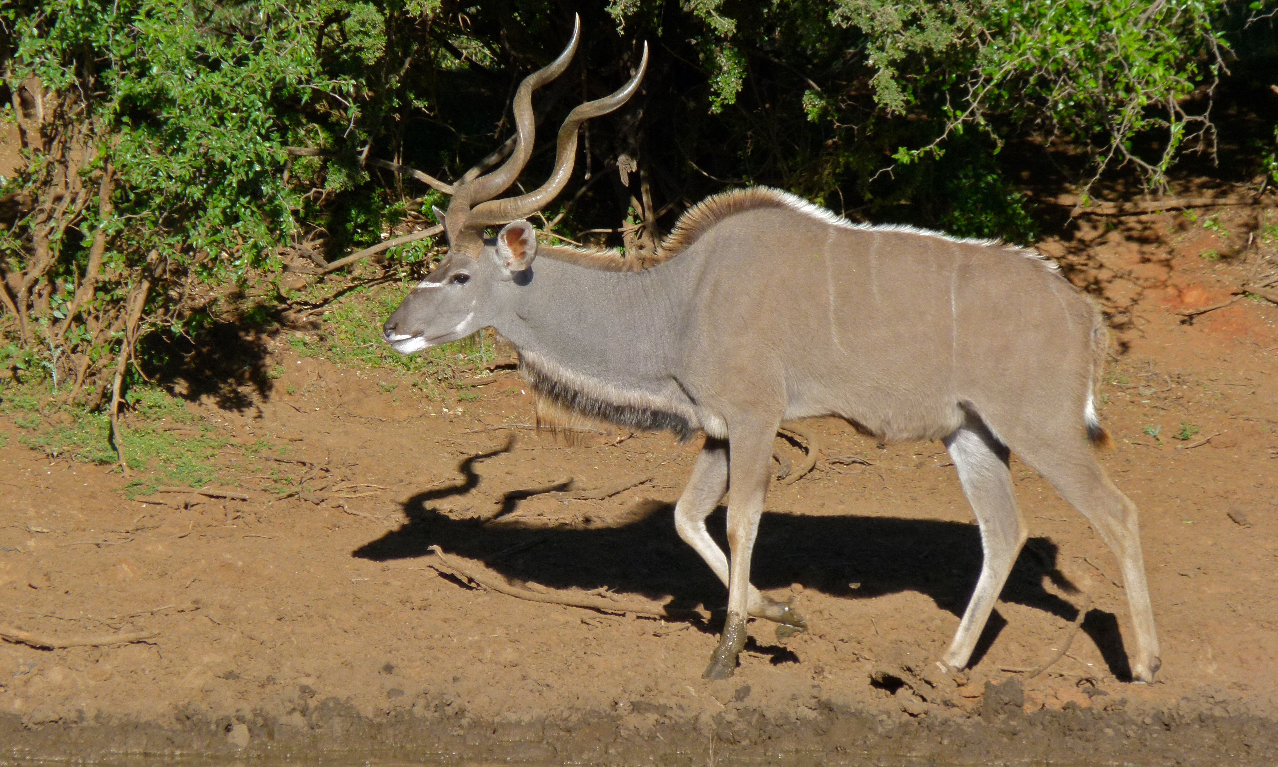 Greater Kudu (Tragelaphus strepsiceros) (6588158569).jpg