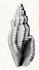 <i>Guraleus flaccidus</i> Species of gastropod