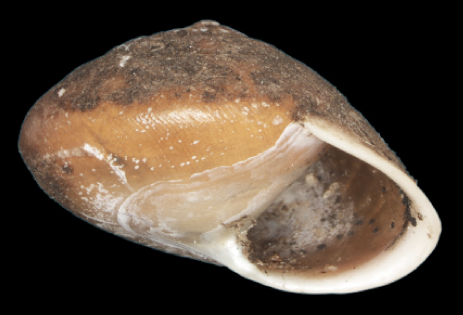 File:Helicina guppyi shell.png