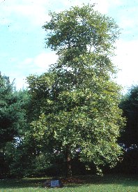 Tree of Hippocrates at the United States National Library of Medicine Hippocrates tree National Library Medicine.jpg